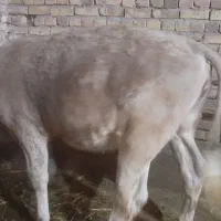 گوساله ماده