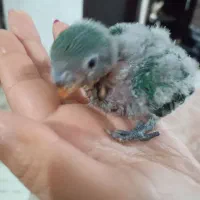 جوجه سرلاکی