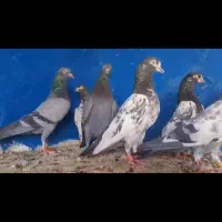 کبوتر پاکستانی|پرنده|تهران, سید خندان (جلفا)|دیوار