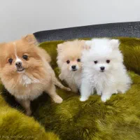 توله پامرانین اصیل