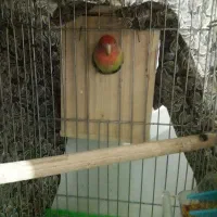 جفت مولد طوطی|پرنده|لاهیجان, بازکیاگوراب|دیوار