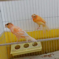 قناری ماده سرخ آماده آماده