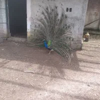 طاووس نربالغ وجوجه طاووس