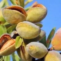 بفکر محصول سال آینده ات هستی
