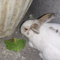 فروش خرگوش ماده