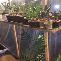 زاموفیلیا سوپر بلک و سبز|گل و گیاه طبیعی|بندر انزلی, کوی آزادگان|دیوار