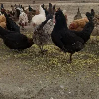 مرغ خروس لری اصیل