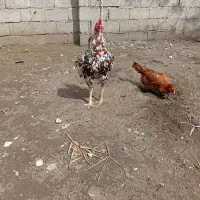 مرغ و خروس