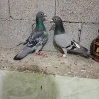 معاوضه با دم چتر یا طوقی