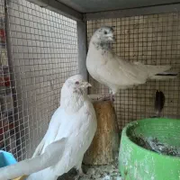 یجفت نروماده کله ای|پرنده|اصفهان, شاهد|دیوار