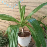 گل های ذرتی بزرگ