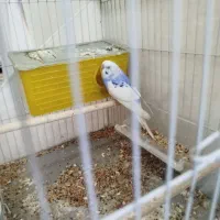 یک جفت مرغ عشق سرحال به همراه تخم وجوجه