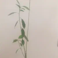 نهال آواکادو