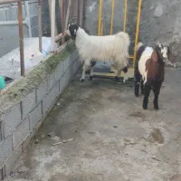 بزغاله|حیوانات مزرعه|سیمین شهر, |دیوار