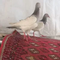 باسلام چند جفت کفتر افغانی یهودی پرشی