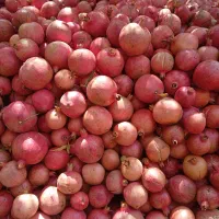 انار درجه یک