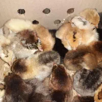 جوجه محلی یک روزه نژاد گلپایگان اصلاح نژاد شده|حیوانات مزرعه|ساری, |دیوار