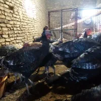 بوقلمون برنز|حیوانات مزرعه|مشهد, ویلاشهر|دیوار