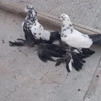 کبوتر|پرنده|تبریز, |دیوار