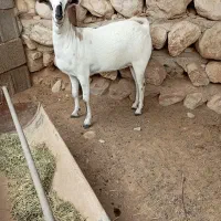 کیسه صومالی|حیوانات مزرعه|بندرعباس, |دیوار