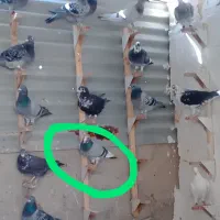 پلاکی قره سبز