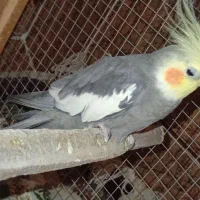 عروس هلندی.کوتوله فیشر