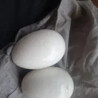 مهره دوجفت هستن