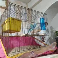 مرغ عشق|پرنده|خورموج, |دیوار