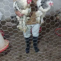 حراج جوجه ی مرغ وجوجه ی خروس برهما دو ماهه