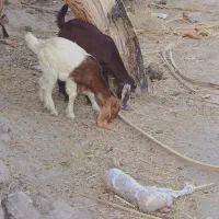 گوسفند فروشی