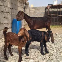 بز با دو کهره