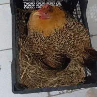 جوجه مرغ عربی و جوجه غاز