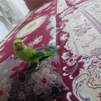 طوطی ملنگو سخنگو|پرنده|مشهد, شهید احمدی روشن|دیوار