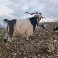 دوبر اخته روزگاری