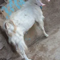 پاچن|حیوانات مزرعه|زهک, |دیوار