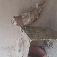 کبوتر