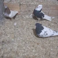 کبوتر کله رنگی و دم رنگی