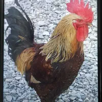 خروس