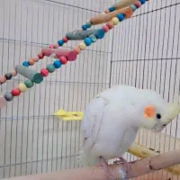 عروس هلندی گمشده|حیوانات|شیراز, عفیفآباد|دیوار