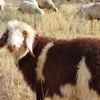 معاوضه گوسفند با پراید سواری یا وانت