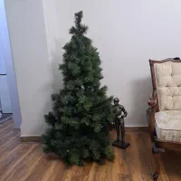 درخت کریسمس کاج سوزنی زیبا