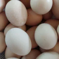 تخم مرغ محلی