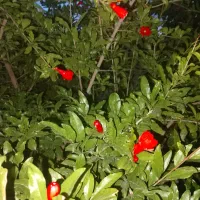 نگهبانی و سرایداری از باغ و ویلا در گلبهار