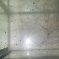 ماهی بچه کوپی و کوپی بالغ