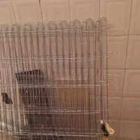 سگ نژاد شیتزو و یورکشایرتریر،|سگ|شهرضا, |دیوار