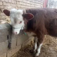 گوساله نر در میداود  فروشی
