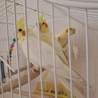 عروس هلندی|پرنده|تبریز, |دیوار