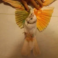 ۲ عدد کفتر پرشی کله پفکی.مهر خورده