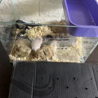 اکواریوم خزنده