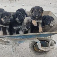 توله ژرمن دو رگه|سگ|آباده, |دیوار